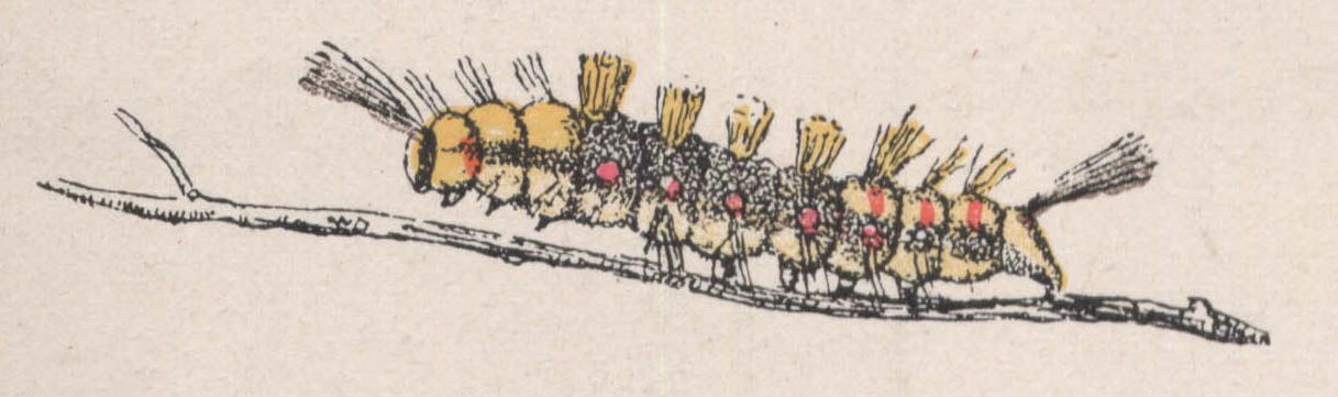 28-orgye antique chenille - Dessin d'insecte