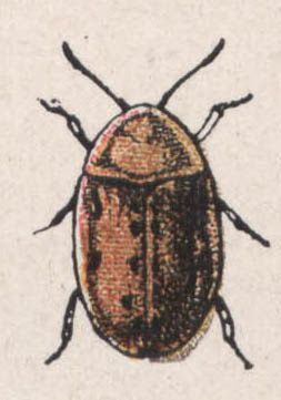 35-cassida murroea - Dessin d'insecte
