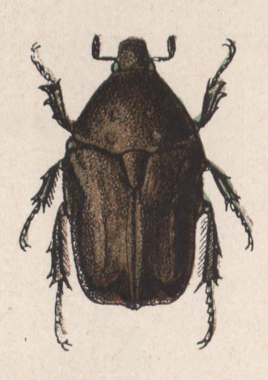 41-cétoine noire - Dessin d'insecte