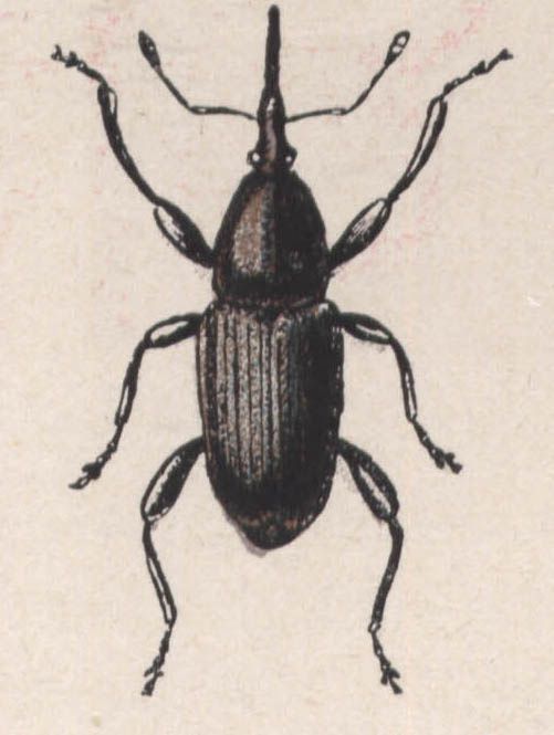 44-sphenophorus piceus - Dessin d'insecte