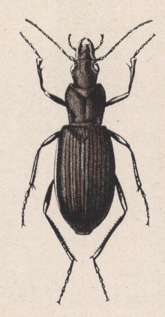 5-sphodrus - Dessin d'insecte