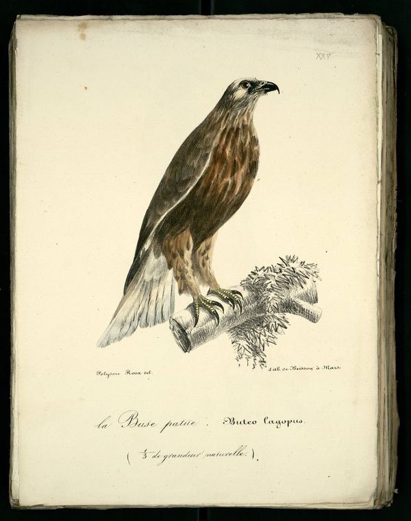 buse-patue - Dessin-gravure d'oiseau rapace