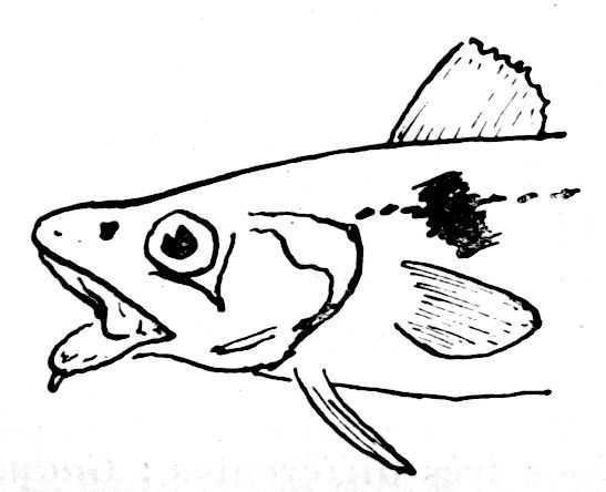 Dessin de poisson : anon - gadus eglefinus