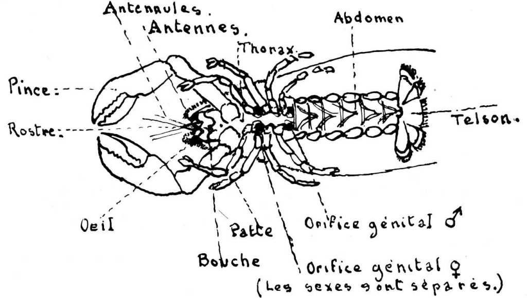 Dessin de mollusque ou crustacé : description externe du homard