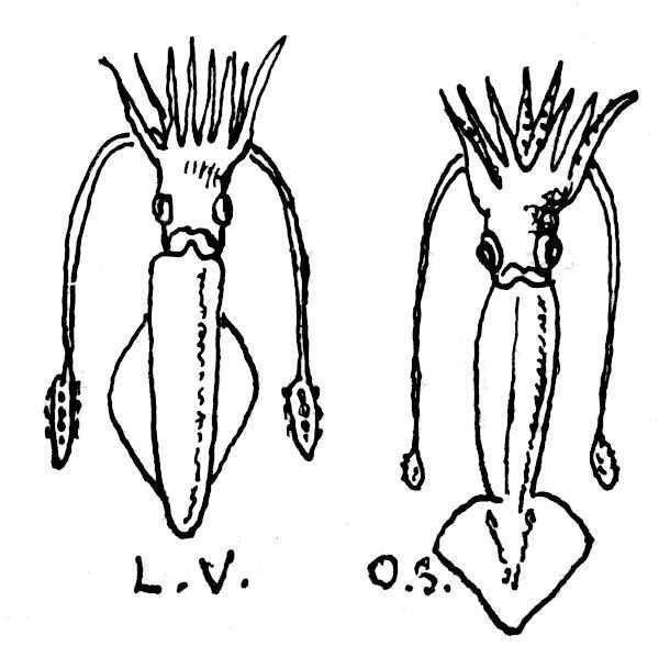 Dessin de mollusque ou crustacé : encornets - loligo vulgaris et ommatostrephes sagittatus