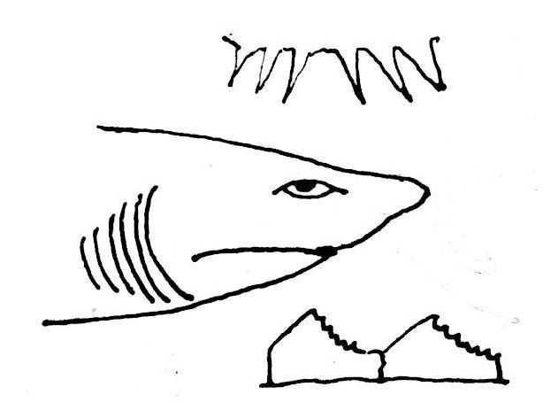 Dessin de poisson : griset, tete et dents - hexanchus griseus