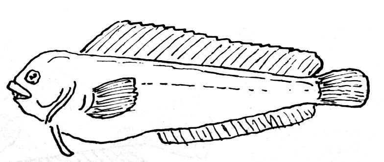 Dessin de poisson : morde-sec - blennius pholis