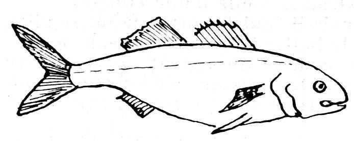 Dessin de poisson : tassergal - temnodon saltator