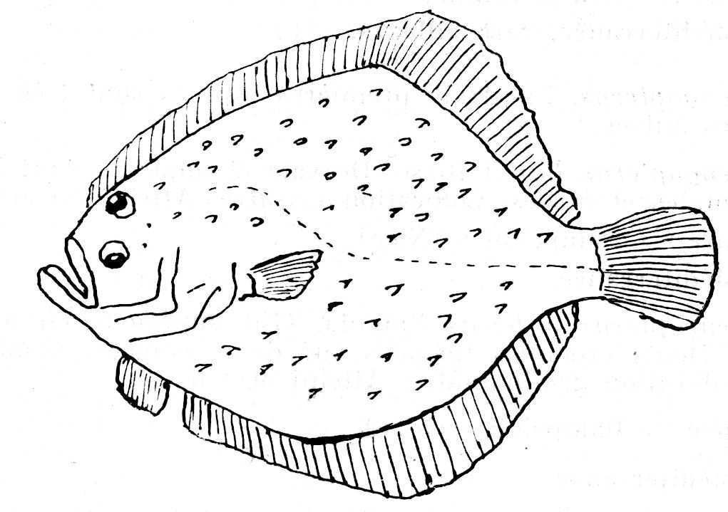 Dessin de poisson : turbot - rhombus maximus