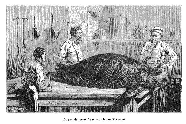 Dessin Zoologie - La grande tortue franche de la rue Vivienne
