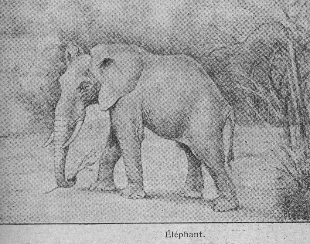 Dessins pour l'enseignement de la zoologie en écoles primaire - Elephant