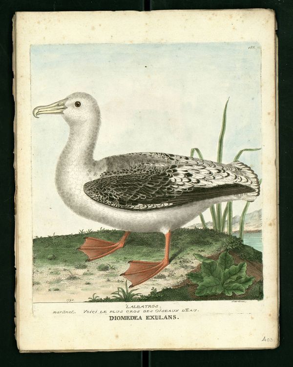 Dessin-gravure Buffon oiseau : albatros