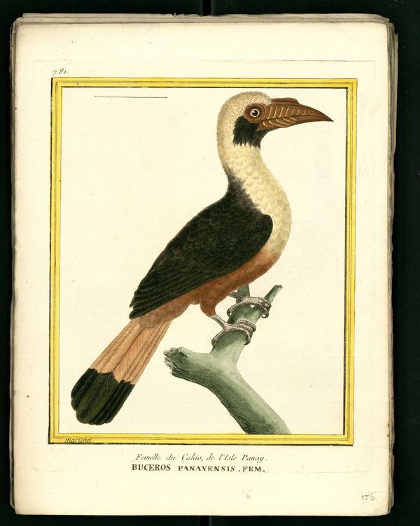 Dessin-gravure Buffon oiseau : calao-femelle