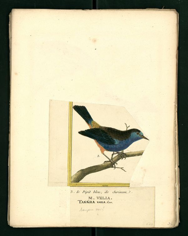 Dessin-gravure Buffon oiseau : pipit-bleu-surinam