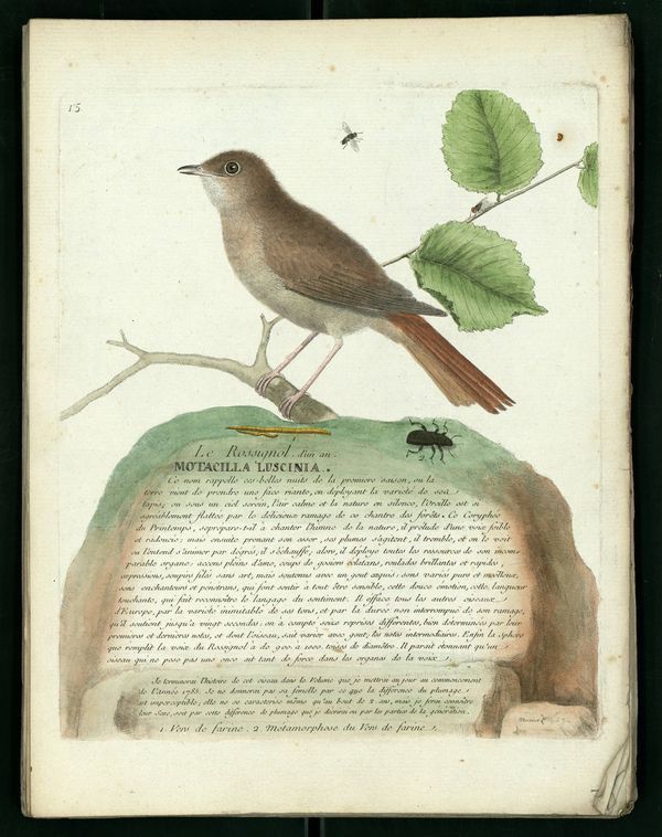 Dessin-gravure Buffon oiseau : rossignol