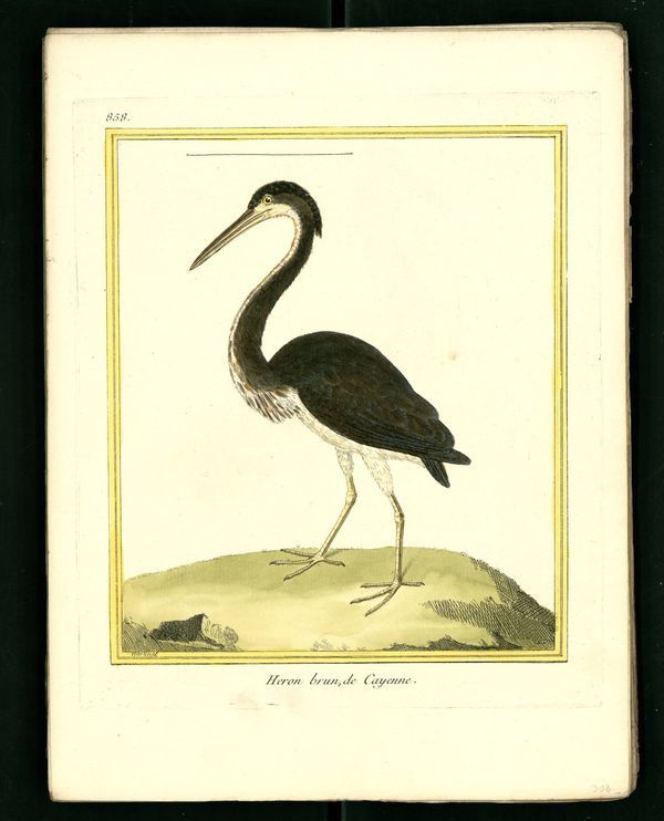Dessin-gravure Buffon oiseau : heron-brun
