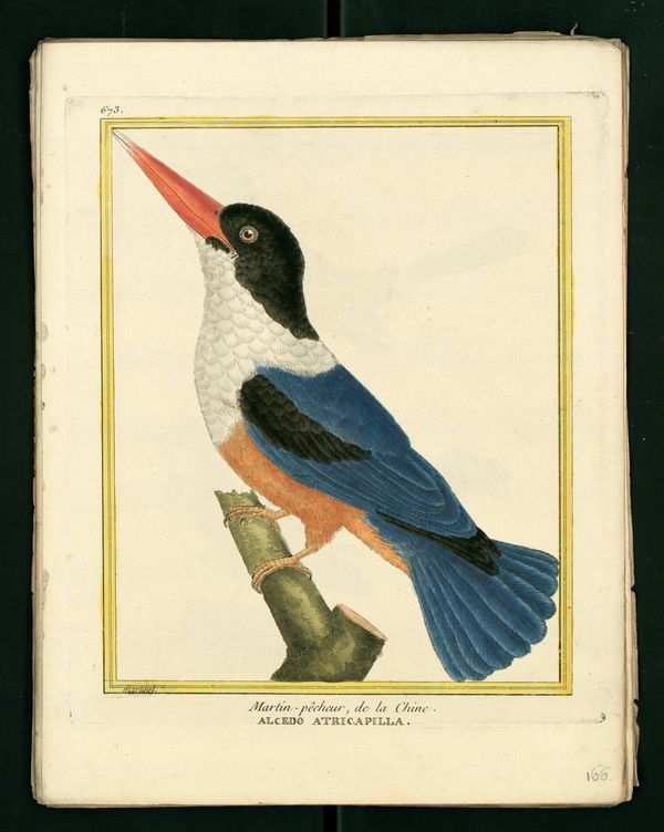 Dessin-gravure Buffon oiseau : martin-pecheur-chine
