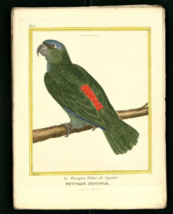 Dessin-gravure Buffon oiseau : perroquet-tahua