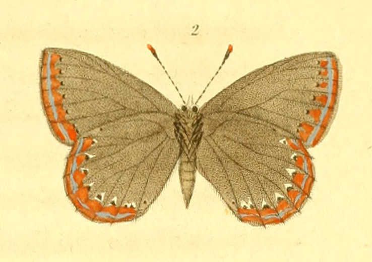 Dessins de papillons - polyommate evippus femelle dessous