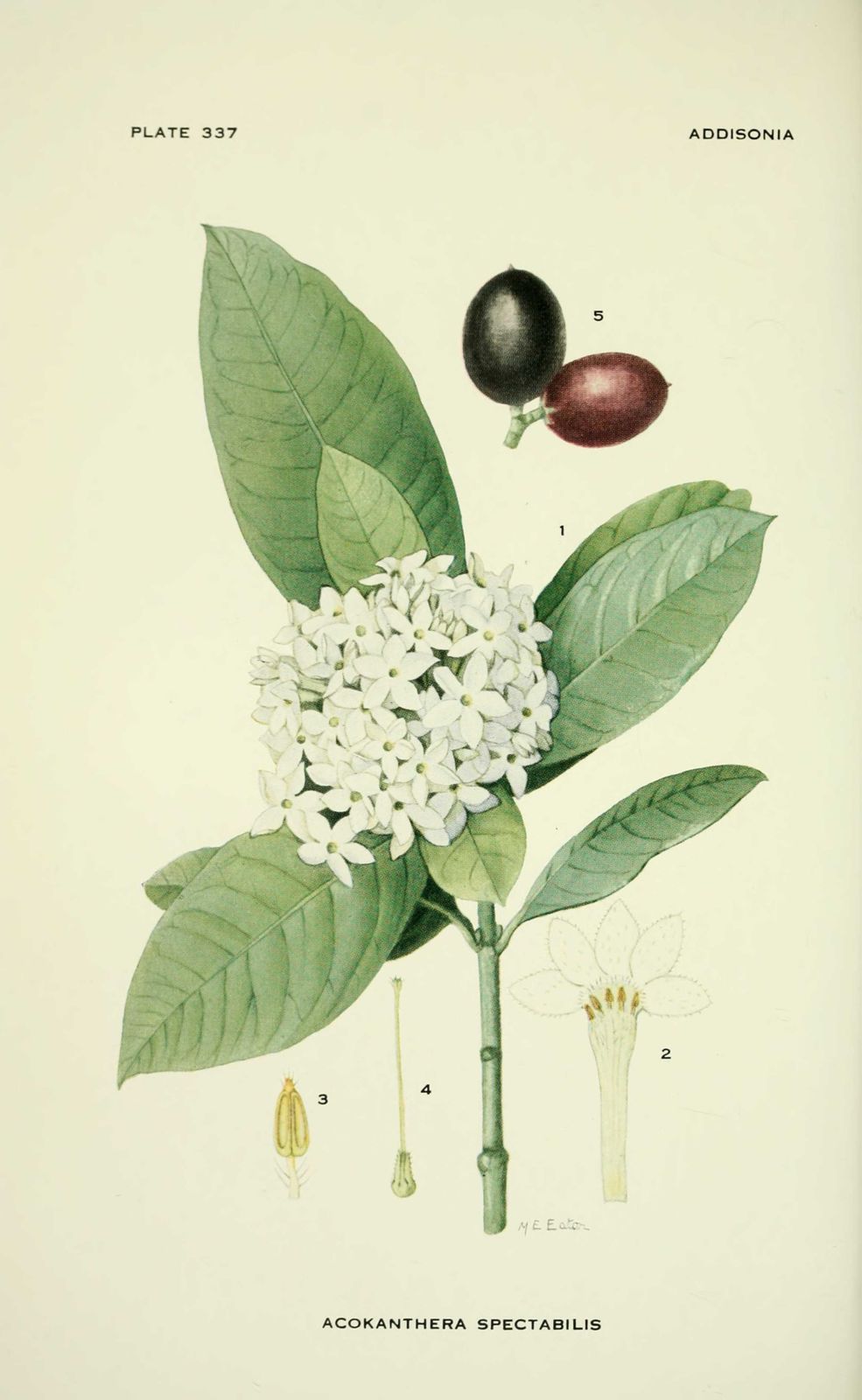 Dessin-illustration flore : acokanthera spectabilis