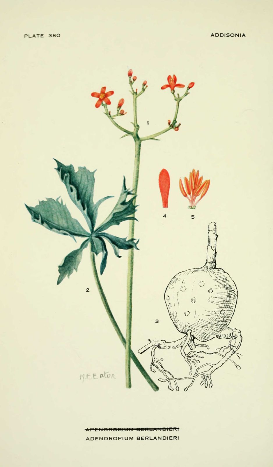 Dessin-illustration flore : adenoropium berlandieri