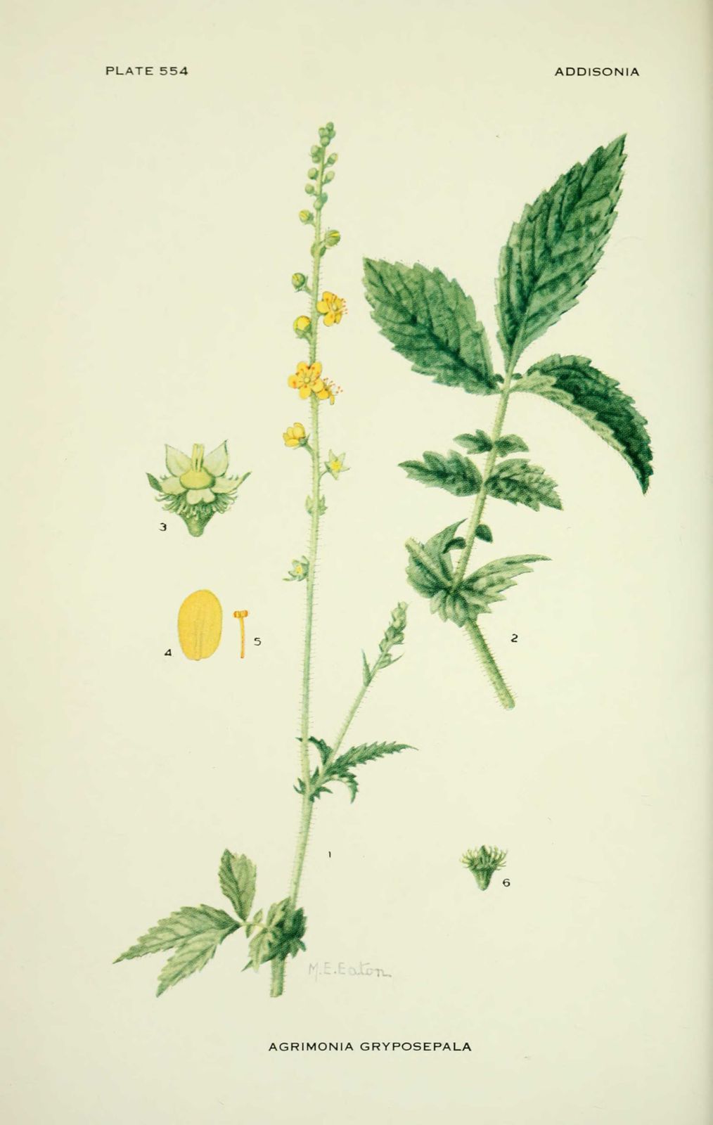Dessin-illustration flore : agrimonia gryposepala (aigremoine)