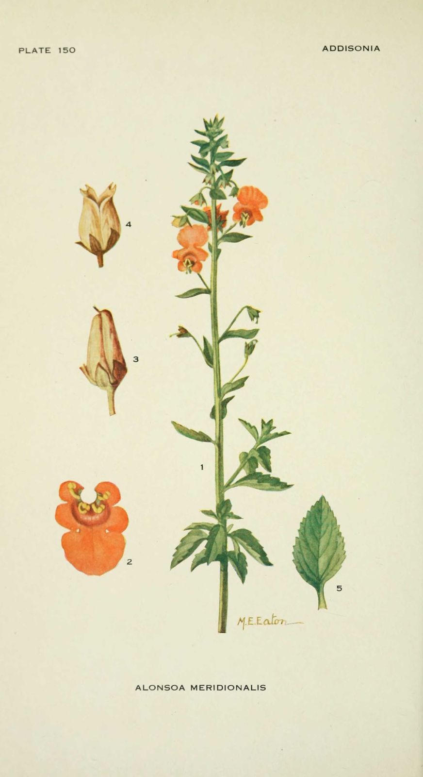 Dessin-illustration flore : alonsoa meridionalis