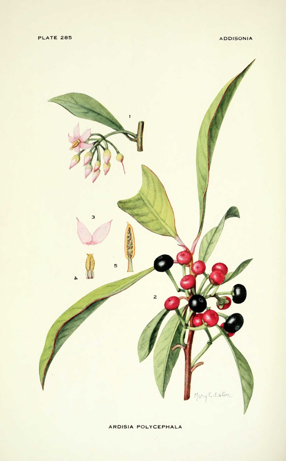 Dessin-illustration flore : ardisia polycephala