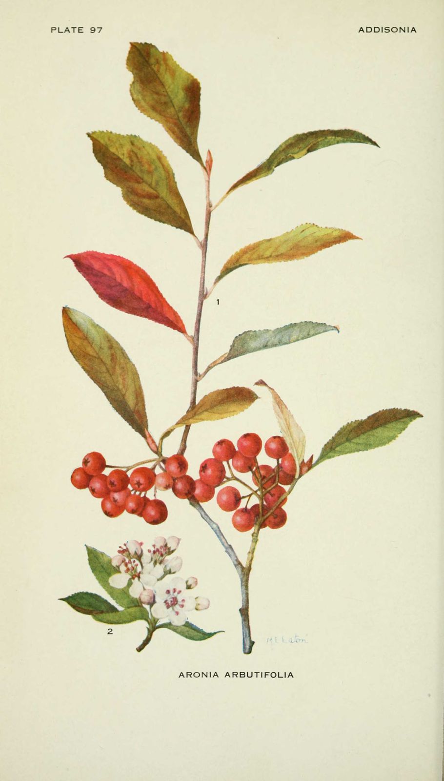 Dessin-illustration flore : aronia arbutifolia - aronie a feuilles d'arbousier