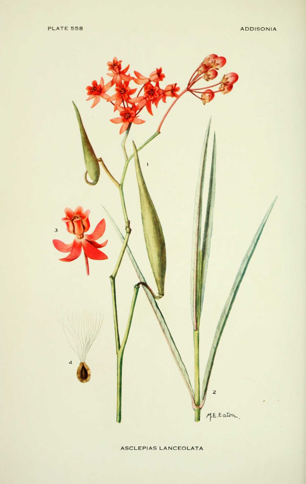 Dessin-illustration flore : asclepias lanceolata