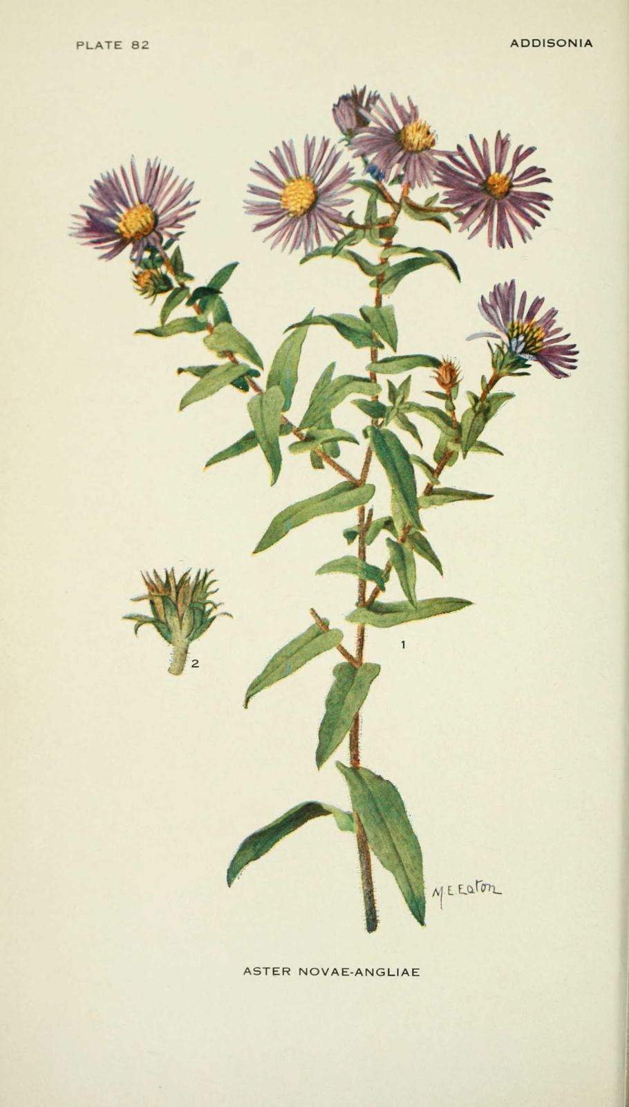 Dessin-illustration flore : aster novae angliae - aster d'automne