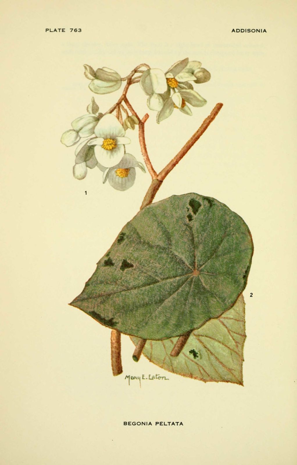 Dessin-illustration flore : begonia peltata