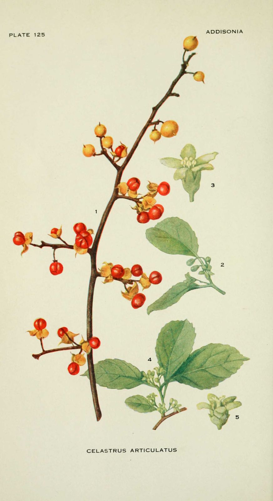 Dessin-illustration flore : celastrus articulatus - bourreau des arbres