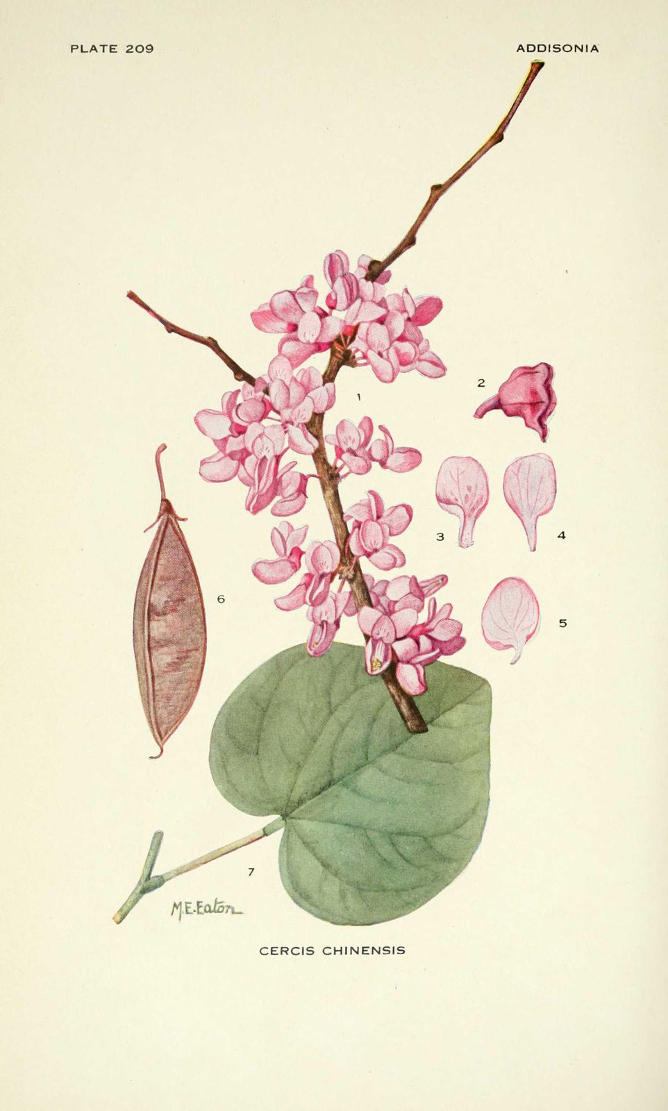 Dessin-illustration flore : cercis chinensis - gainier de chine