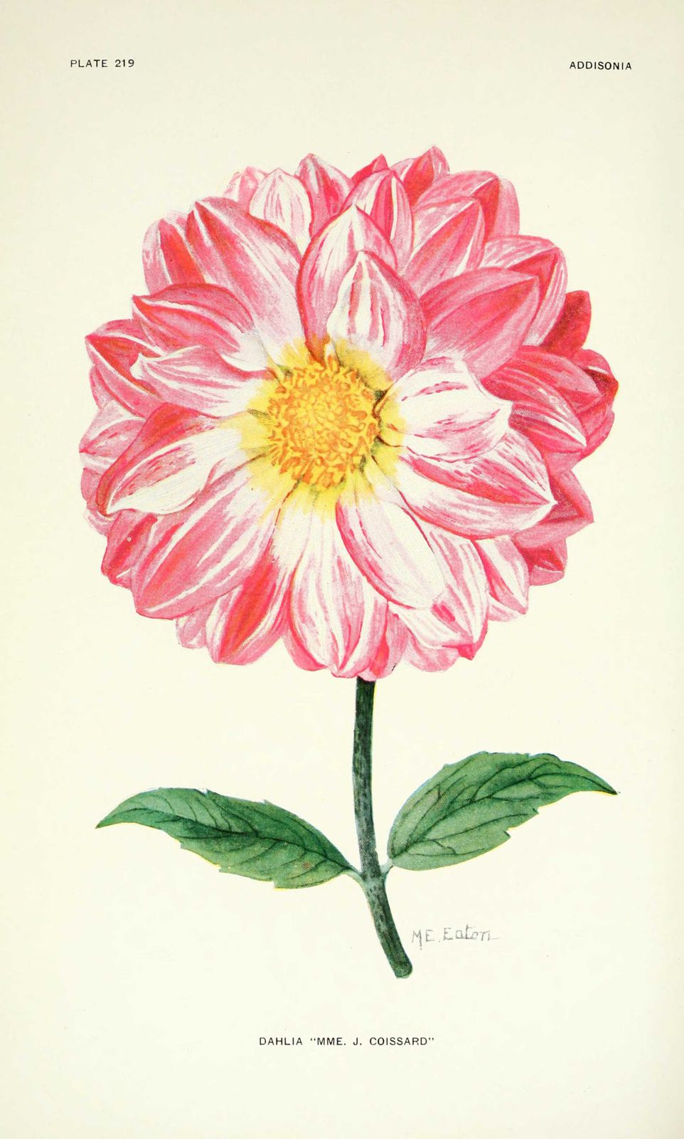 Dessin-illustration flore : dahlia 'madame j. coissard'