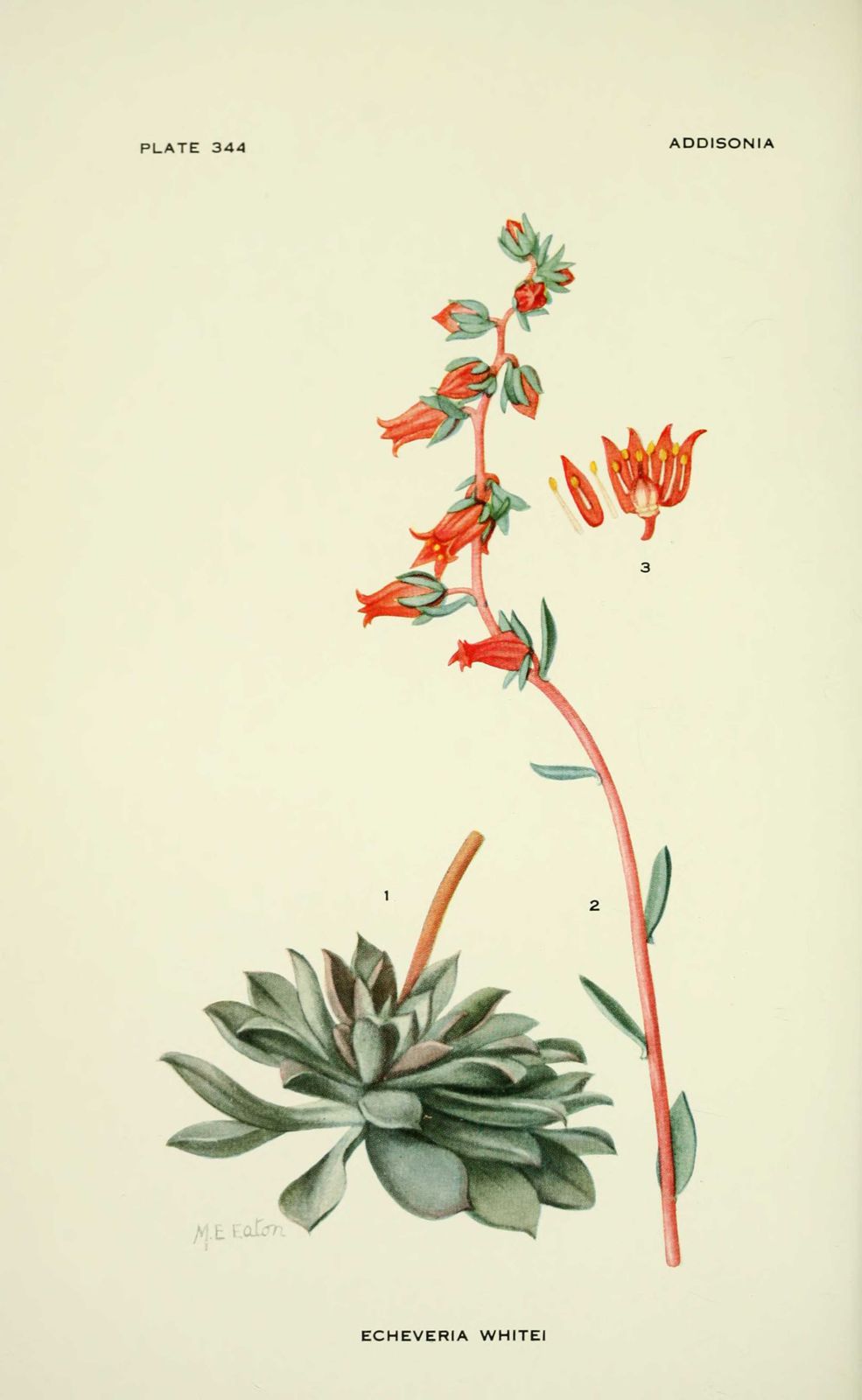Dessin-illustration fleur : echeveria whitei