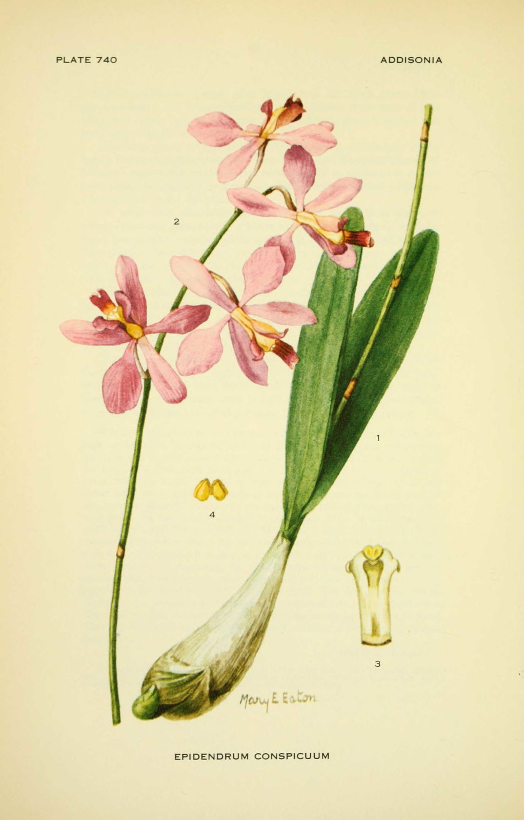 Dessin-illustration fleur : epidendrum conspicuum (orchidee)