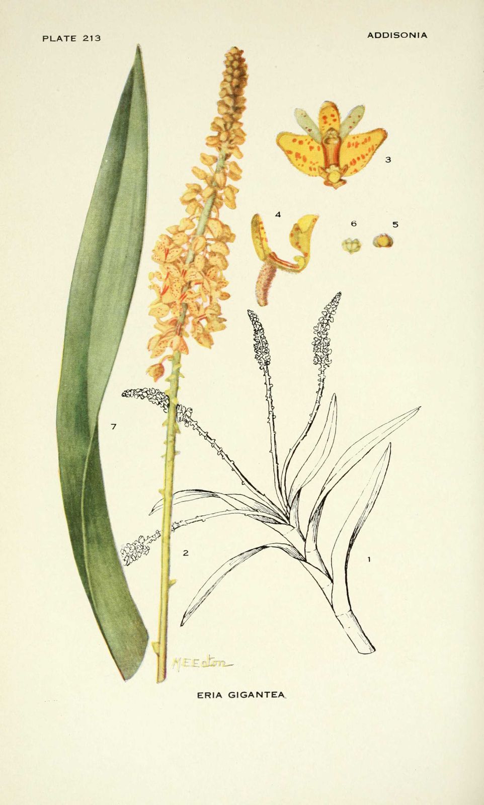 Dessin-illustration fleur : eria gigantea