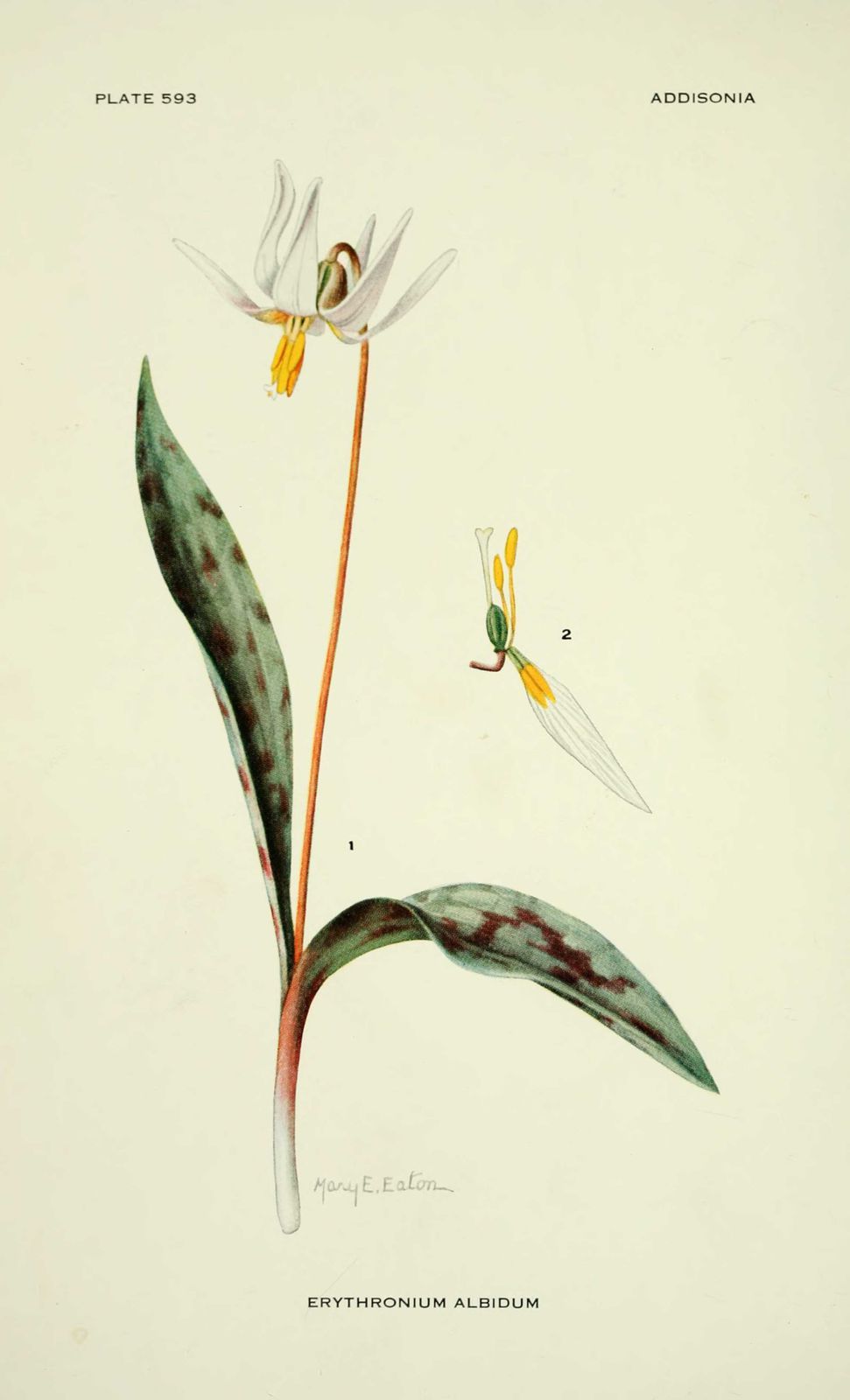 Dessin-illustration fleur : erythronium albidum (erythrone)