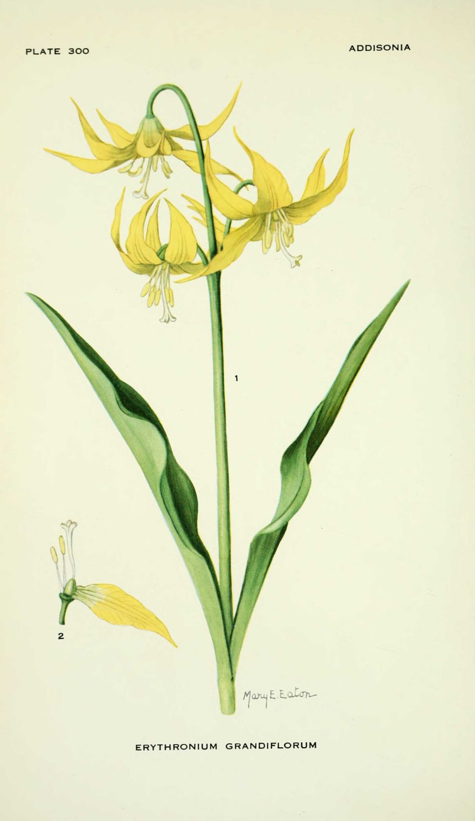 Dessin-illustration fleur : erythronium grandiflorum - glacier, lis