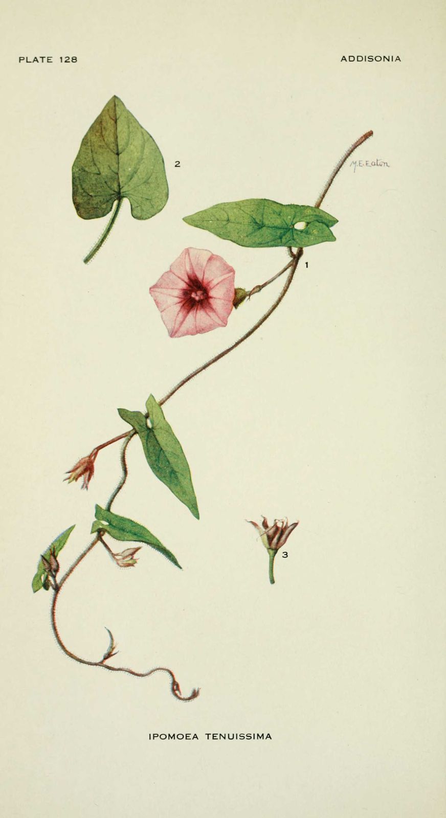 dessin fleur ipomoea tenuissima ( ipomee)