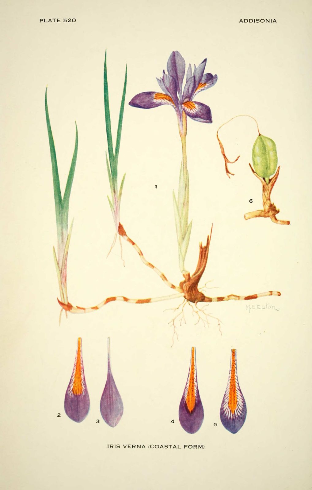 dessin fleur iris verna