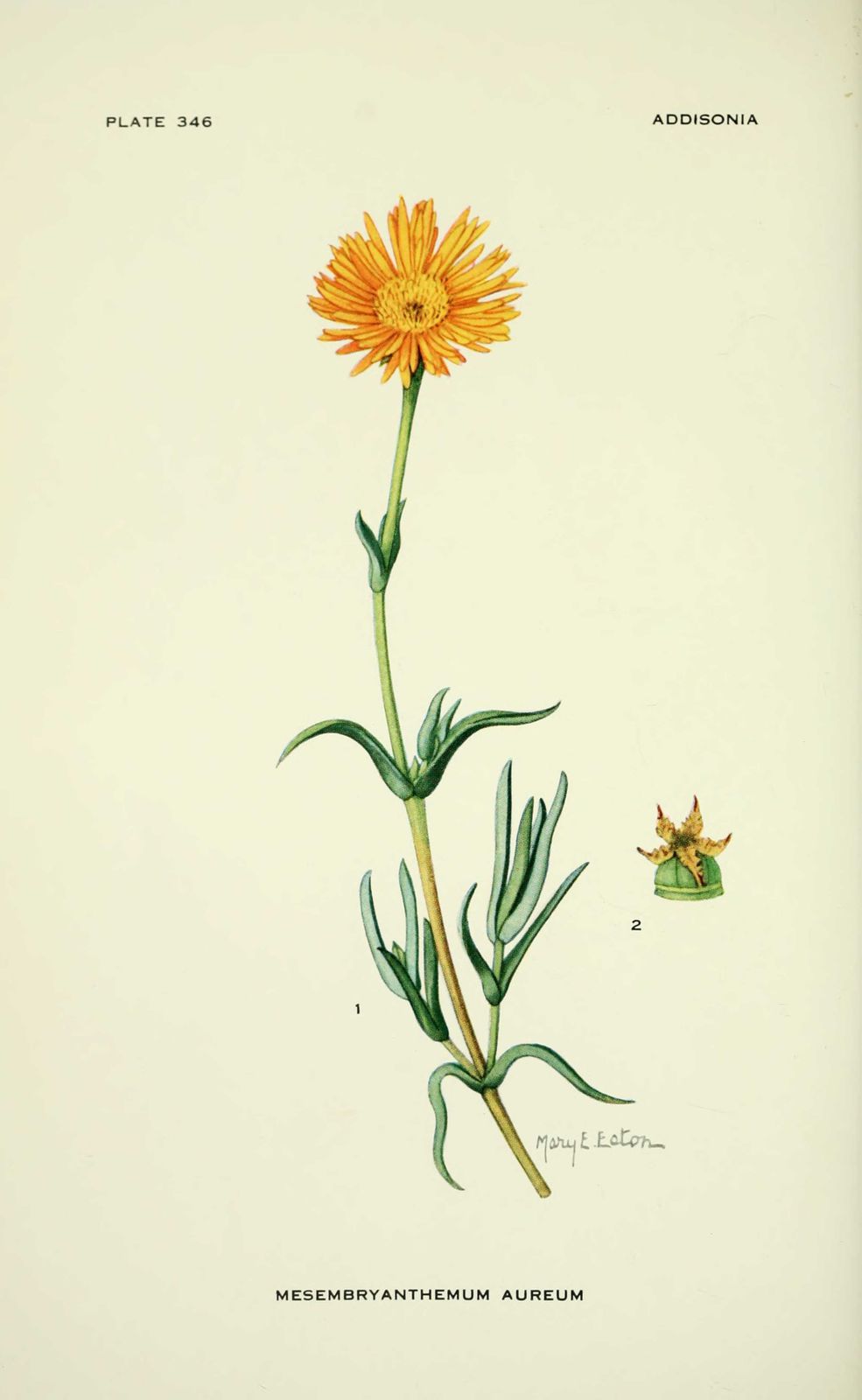 dessin fleur mesembryanthemum aureum