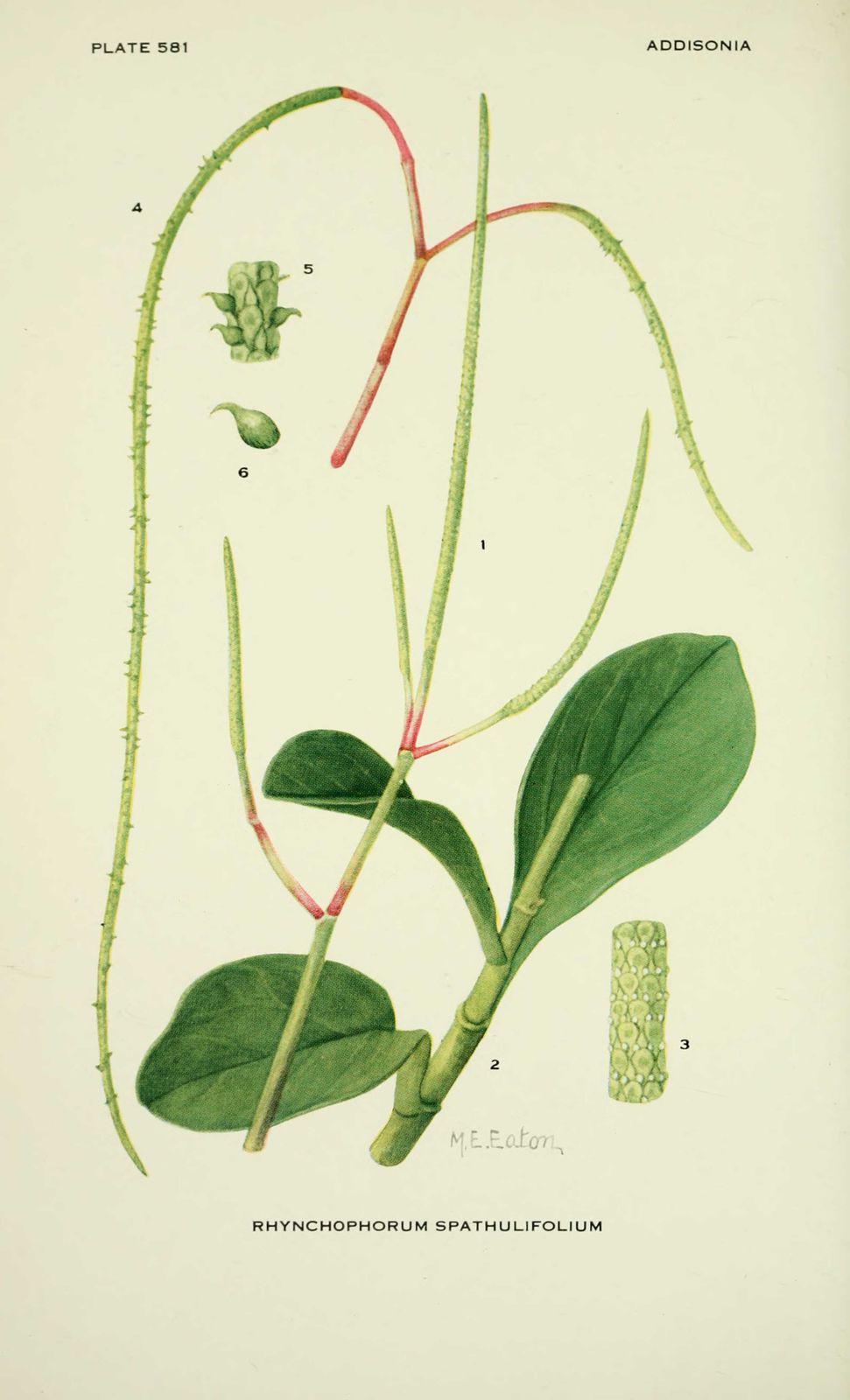 gravure fleur rhynchophorum spathulifolium