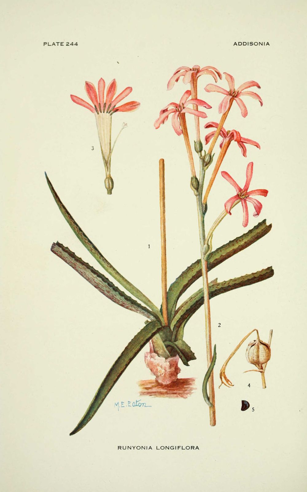 gravure fleur runyonia longoflora