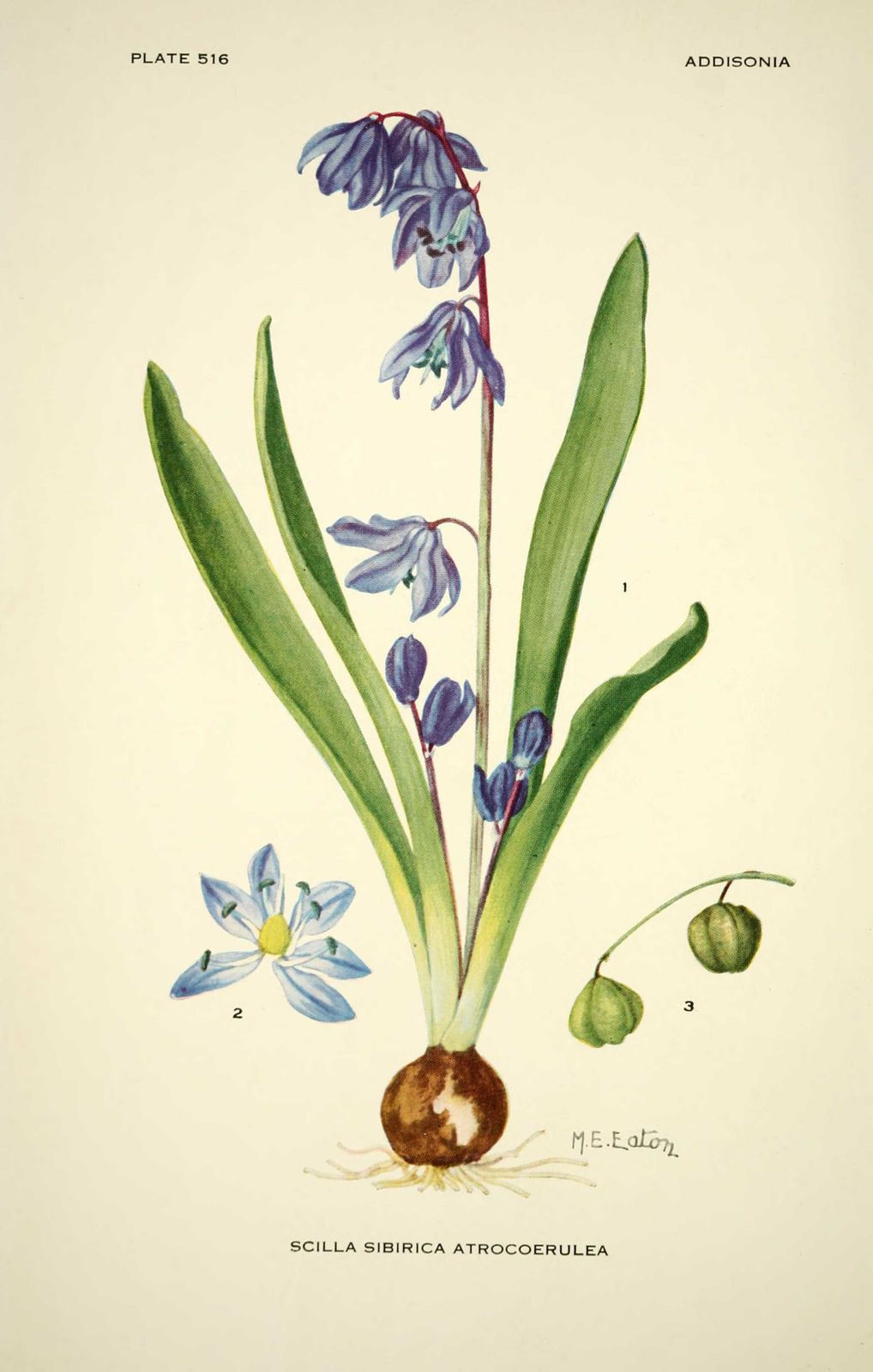 gravure fleur scilla sibirica atrocoerulea - scille de siberie