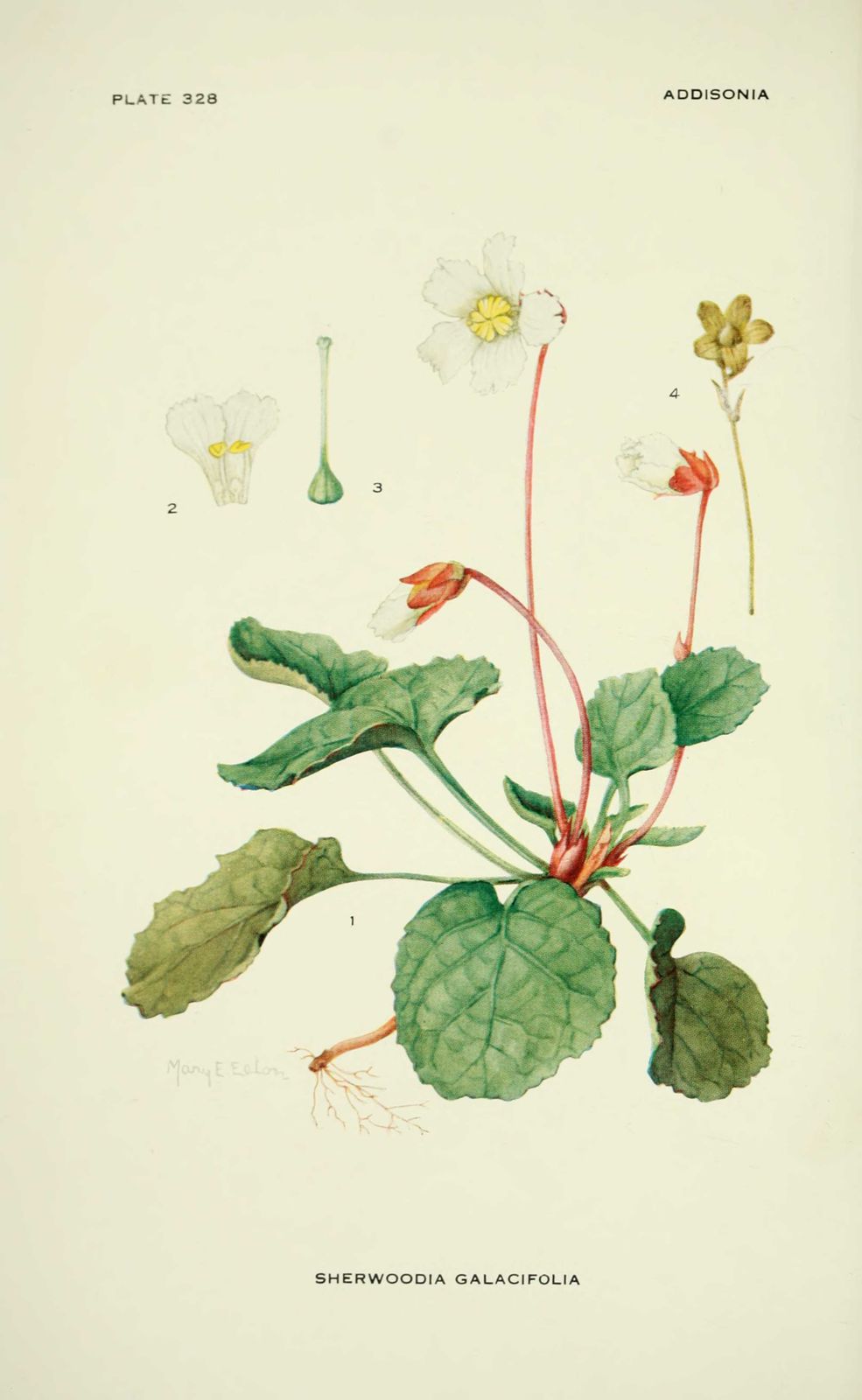 gravure fleur sherwoodia galacifolia