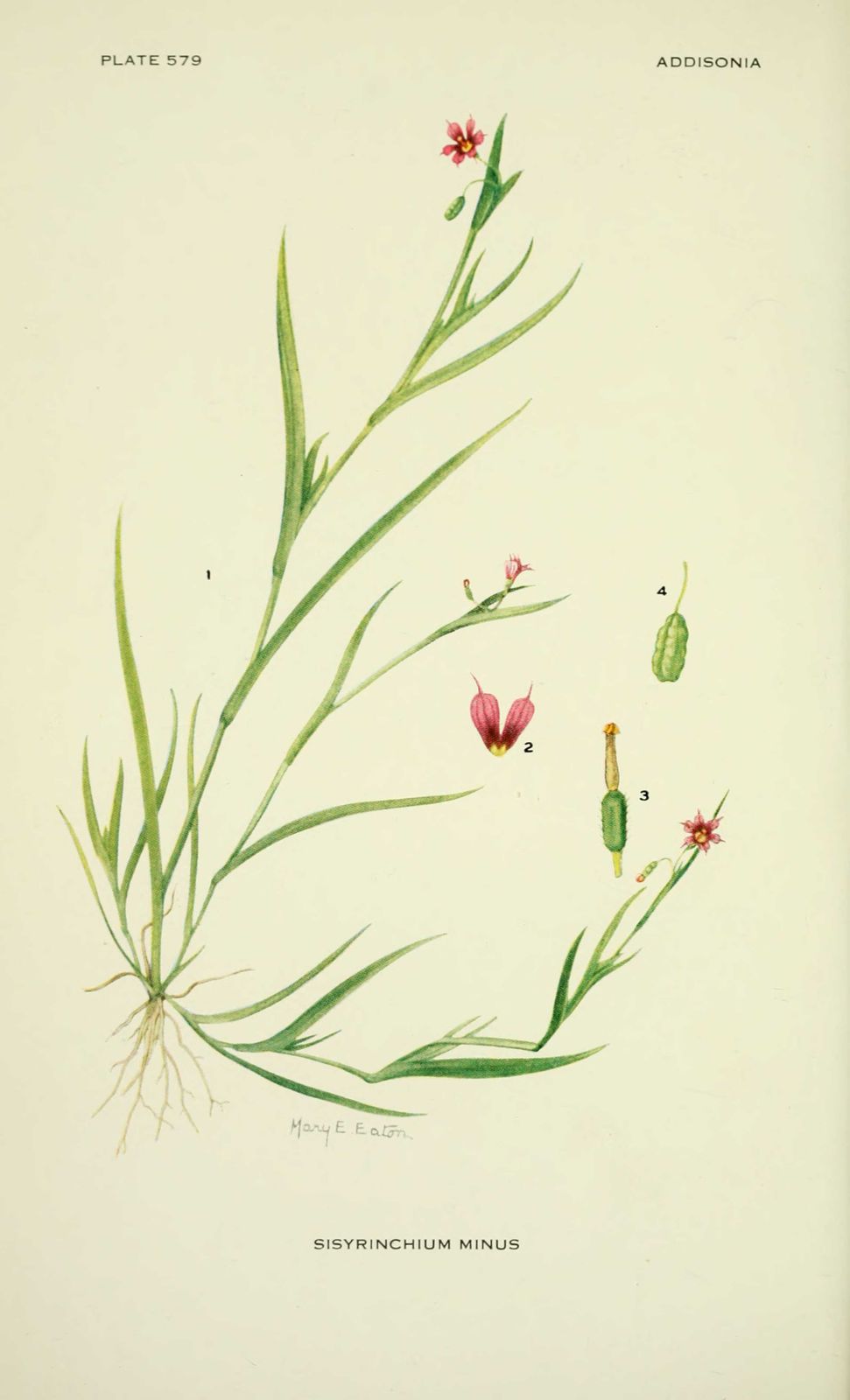 gravure fleur sisyrinchium minus