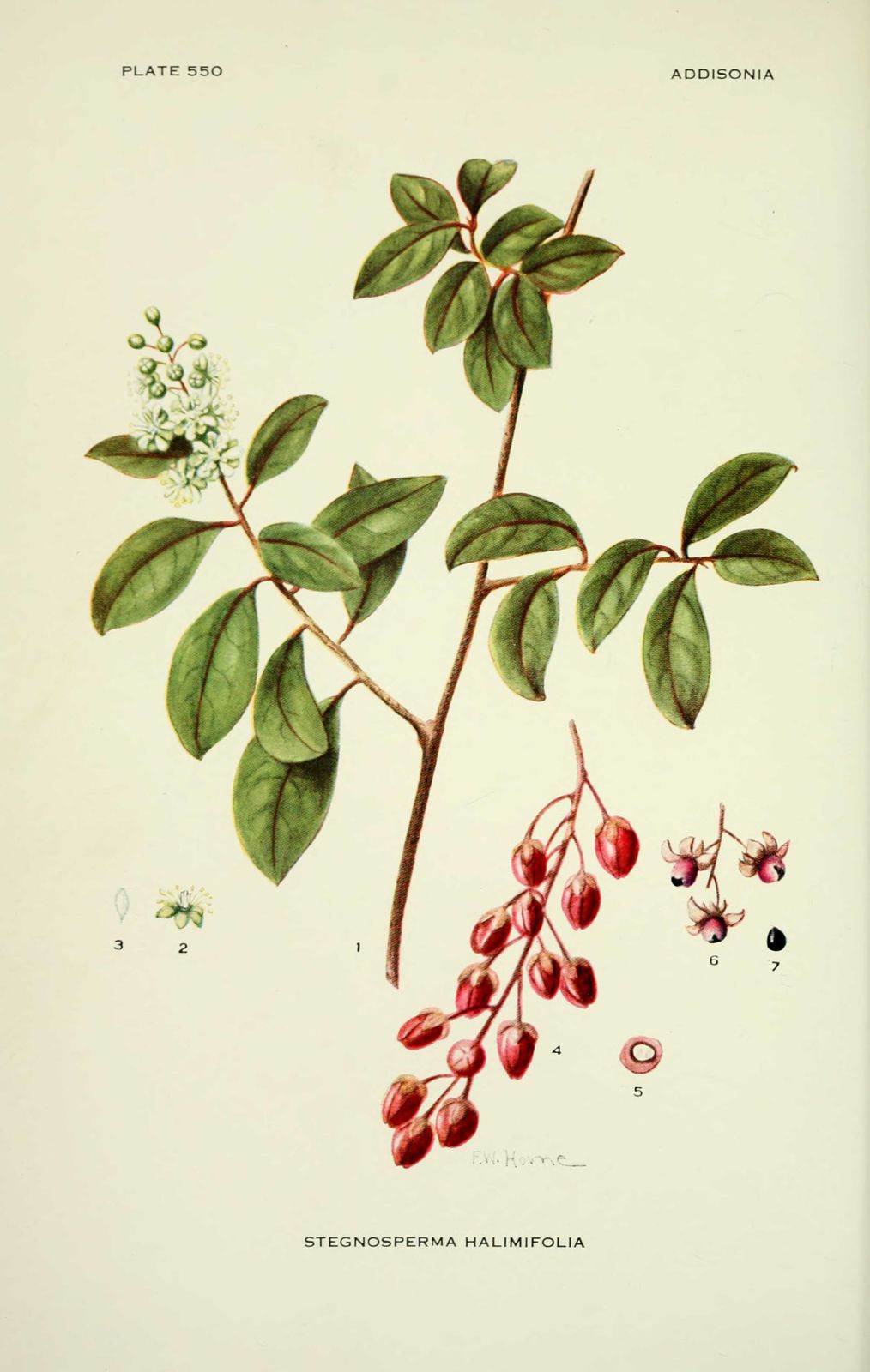 gravure fleur stegnosperma halimifolia