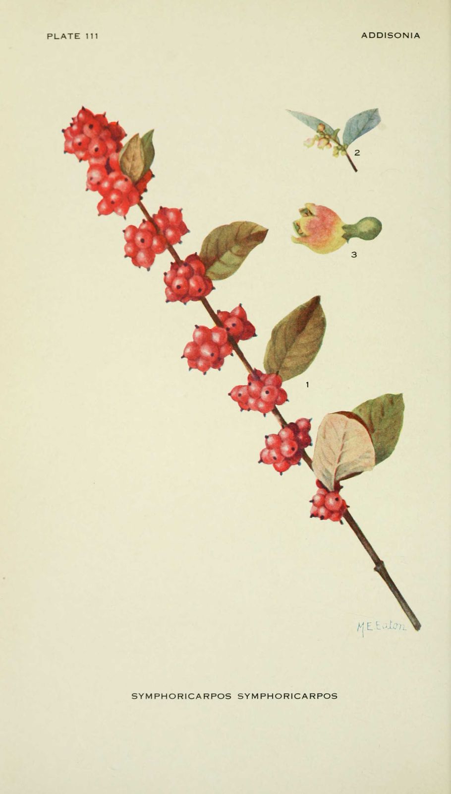 gravure fleur symphoricarpos symphoricarpos (orbiculatus) - groseillier d